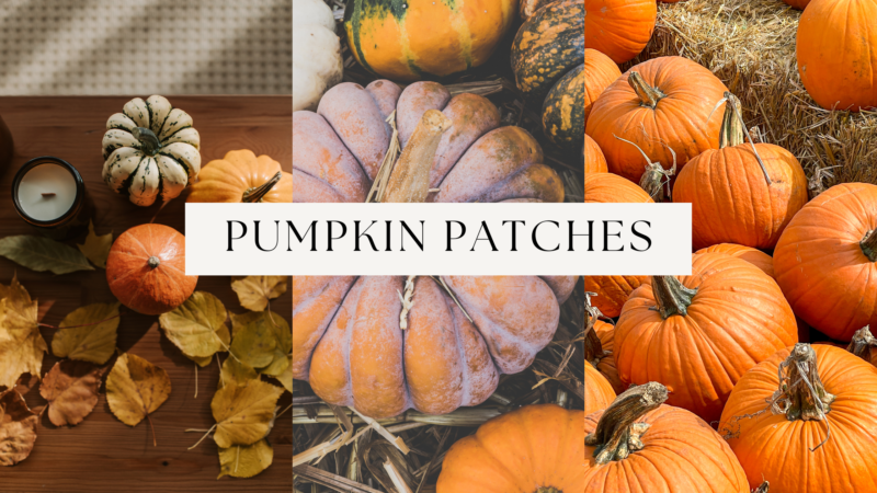 Pumpkin Patches Yorkshire